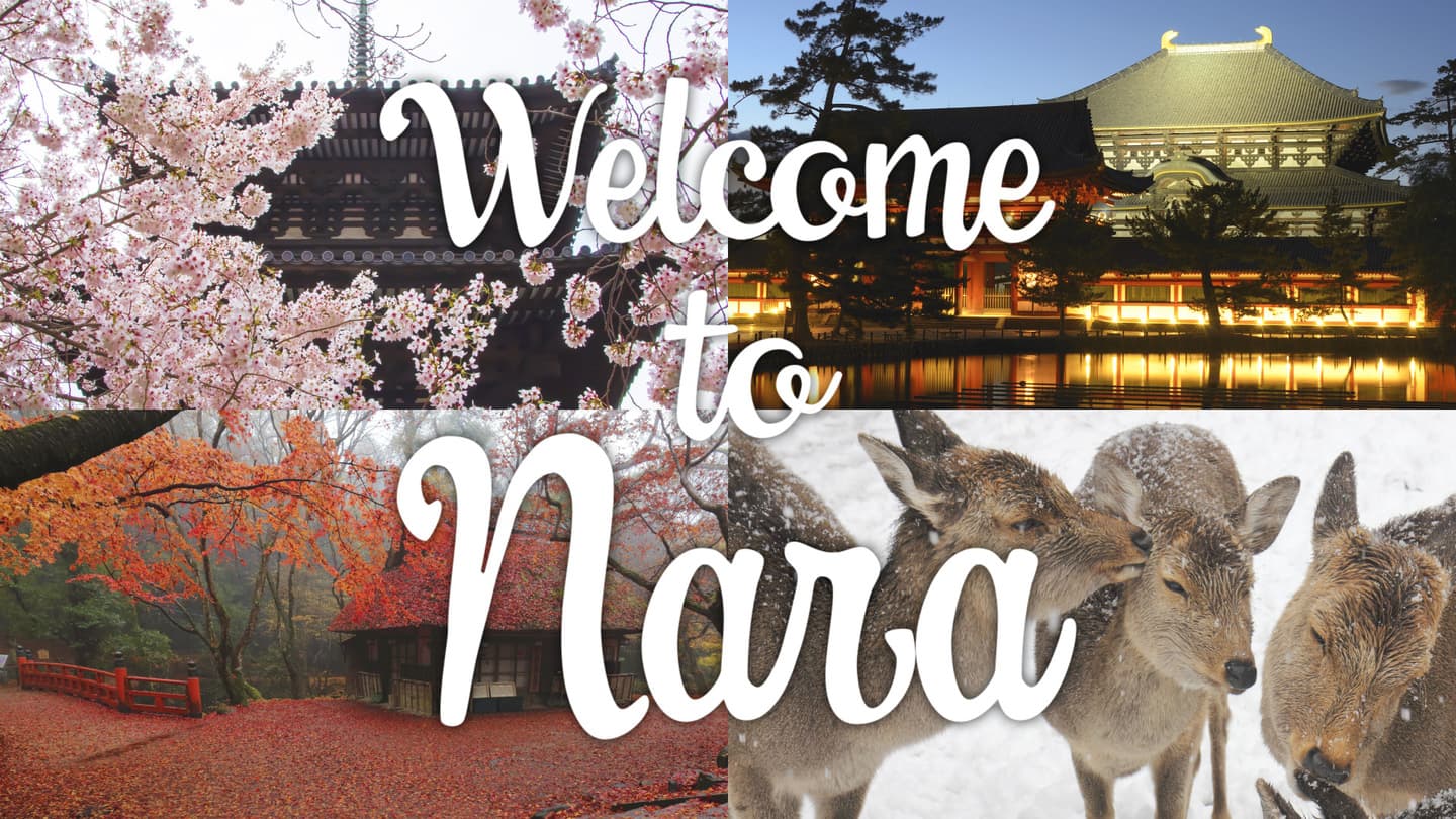 Welcome to Nara / ウゴモーション / モーショングラフィックス企画制作 紹介画像その1
