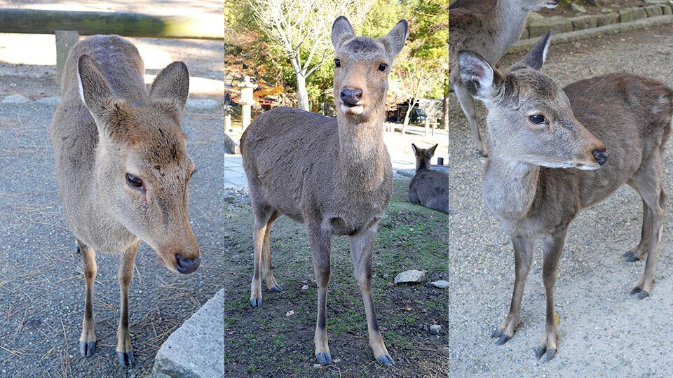 Welcome to Nara / ウゴモーション / モーショングラフィックス企画制作 紹介画像その5